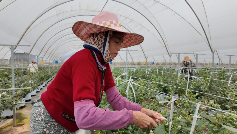 西双版纳蓝莓基地年产值将达8000万，你准备好品尝了吗？  第3张