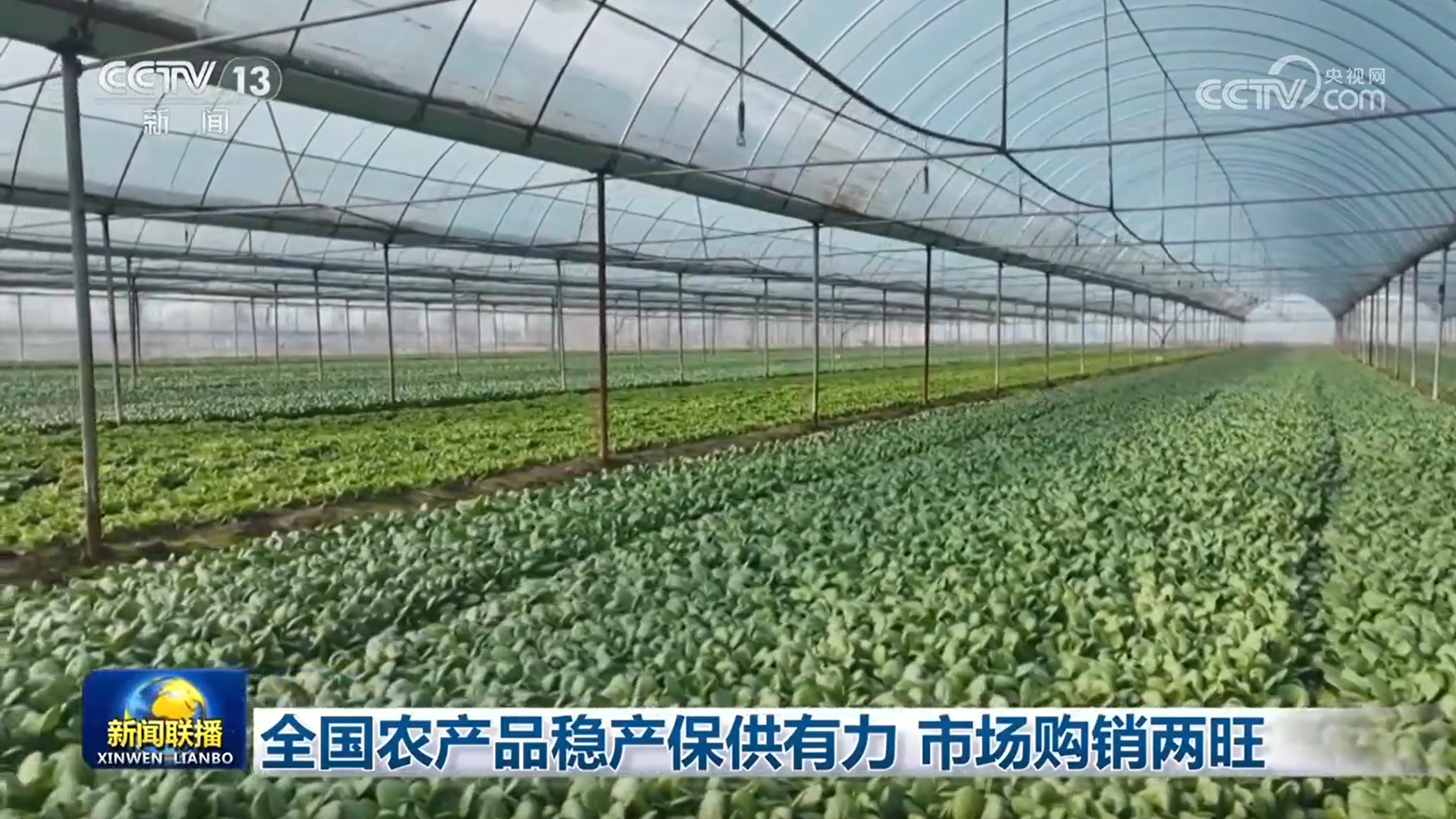 全国蔬菜产量突破2000万吨，你的餐桌安全有保障了吗？  第2张