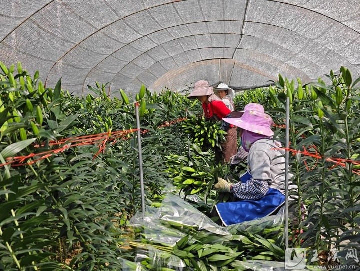 千亩百合花绽放，红河谷迎来丰收季！你见过如此绚烂的春景吗？  第1张