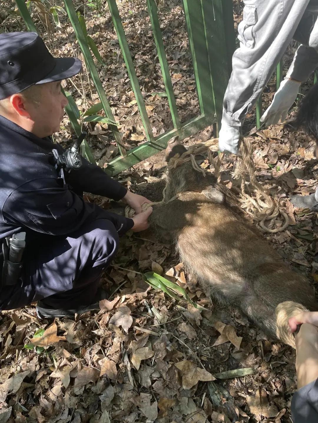 杭州西湖惊现野猪！游客围观，民警消防合力救援，你猜结果如何？  第2张