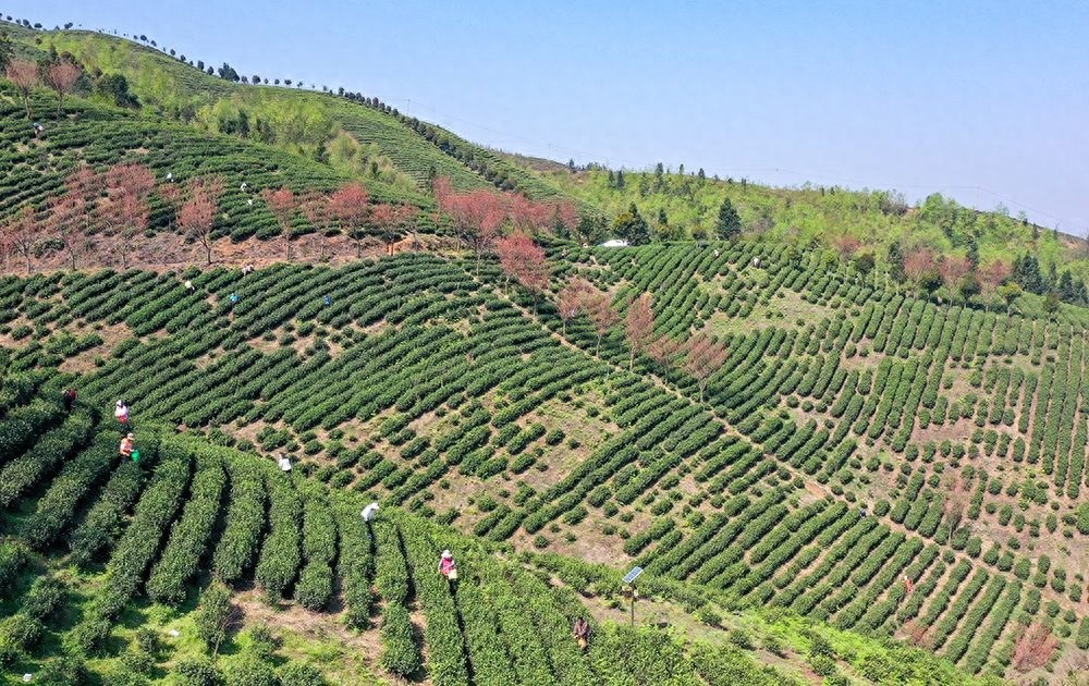 兴仁市春茶采摘忙! 2万亩茶树急需采茶工?