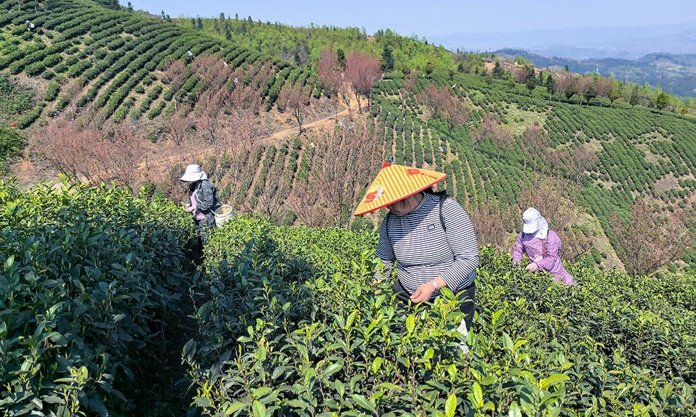 兴仁市春茶采摘忙! 2万亩茶树急需采茶工?  第2张