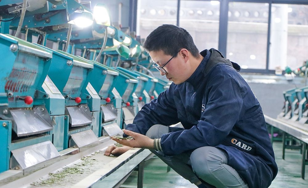 兴仁市春茶采摘忙! 2万亩茶树急需采茶工?  第3张