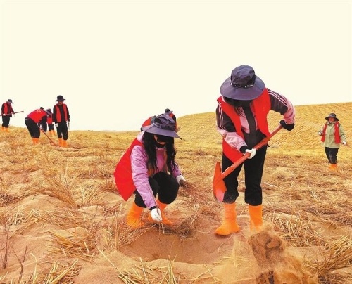 500余名志愿者齐聚民勤沙漠植树，你呢？  第2张