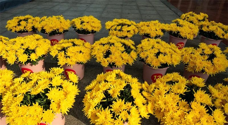清明新风尚！玉屏侗乡千人共舞、鲜花祭扫，你还在等什么？  第3张