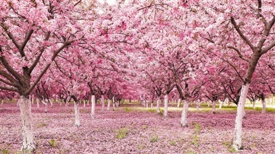 盛花节来袭! 油菜花梨花海棠樱花等你打卡吗?
