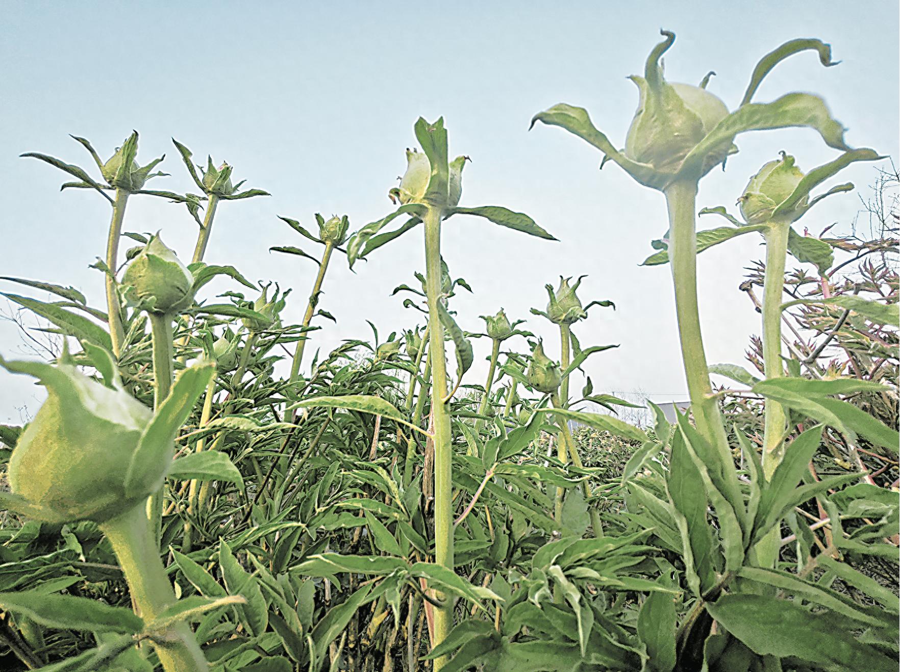 菏泽彩色油用牡丹六大色系！即将开放？