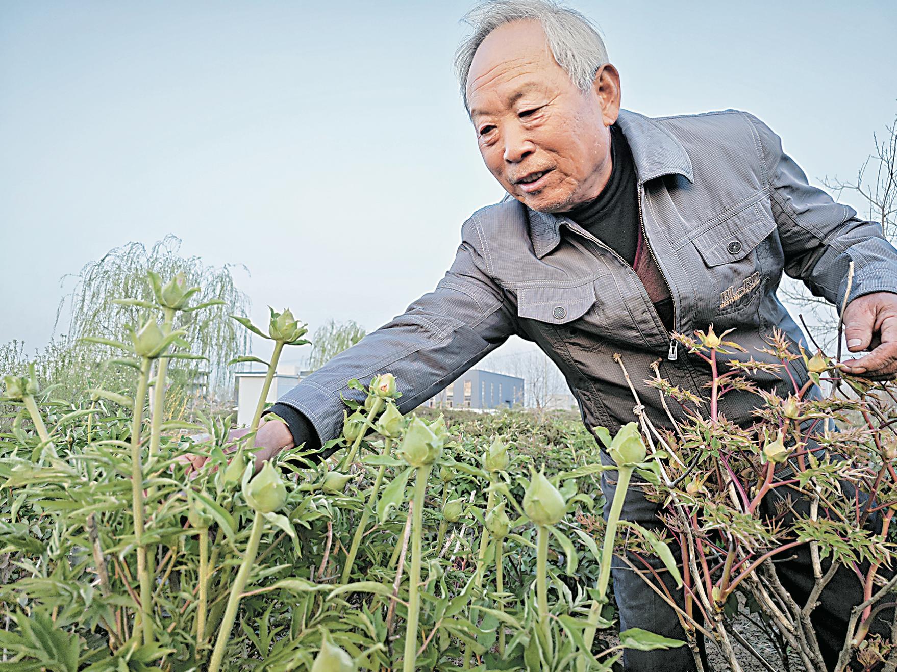 菏泽彩色油用牡丹六大色系！即将开放？  第2张