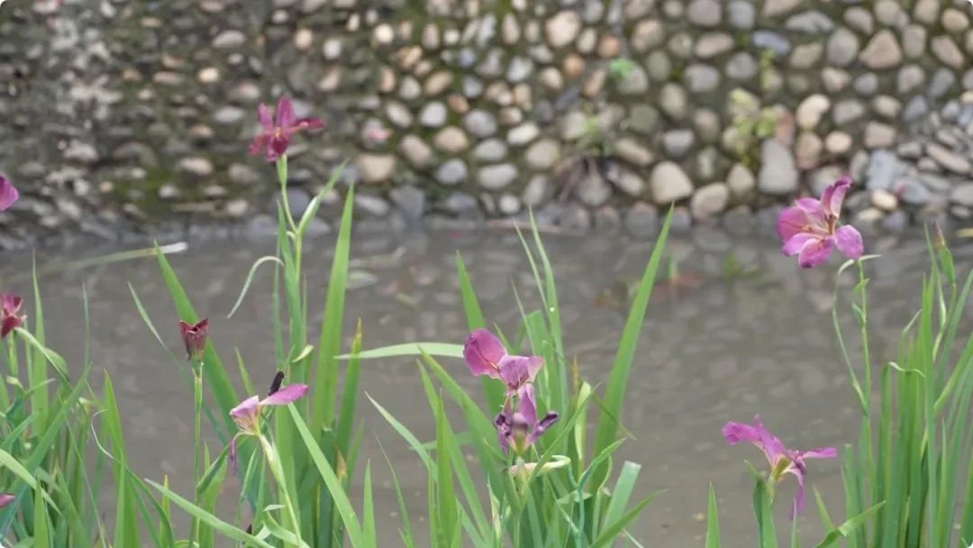 1200 株水生植物落户大足城区河道？这是如何实现生态修复的  第4张
