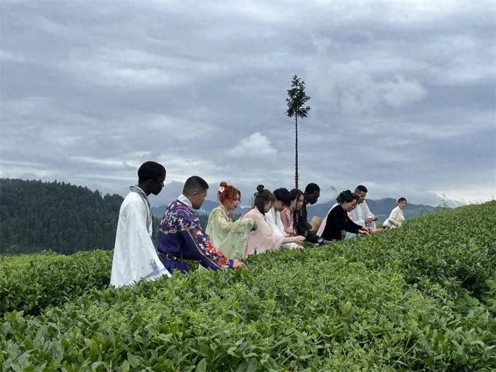 4月30日！10名留学生走进江口县，采茶品茗感受中国茶文化？