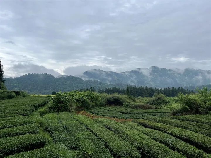 4月30日！10名留学生走进江口县，采茶品茗感受中国茶文化？  第4张