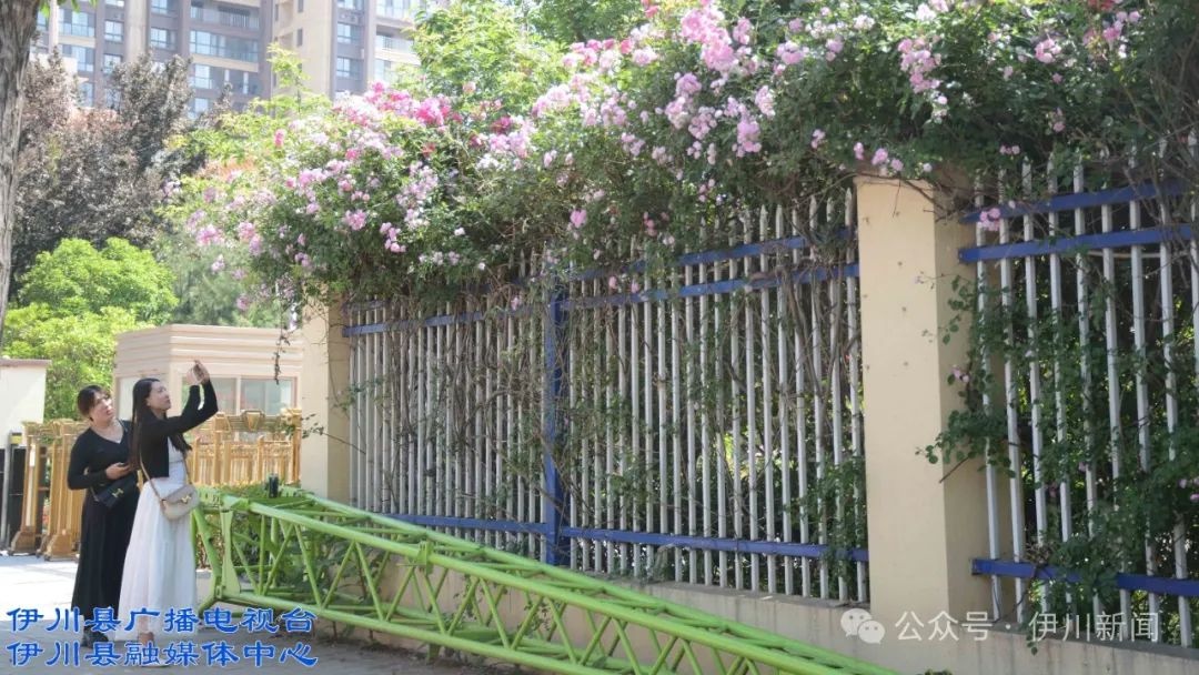 暮春伊川街头美如画！蔷薇月季盛放，你打卡了吗？  第5张