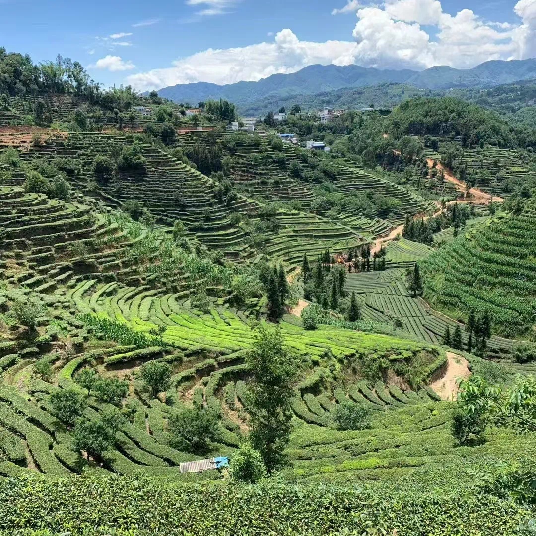 古老茶树遇新潮直播间！茶房乡这场产业变革有多震撼？  第4张