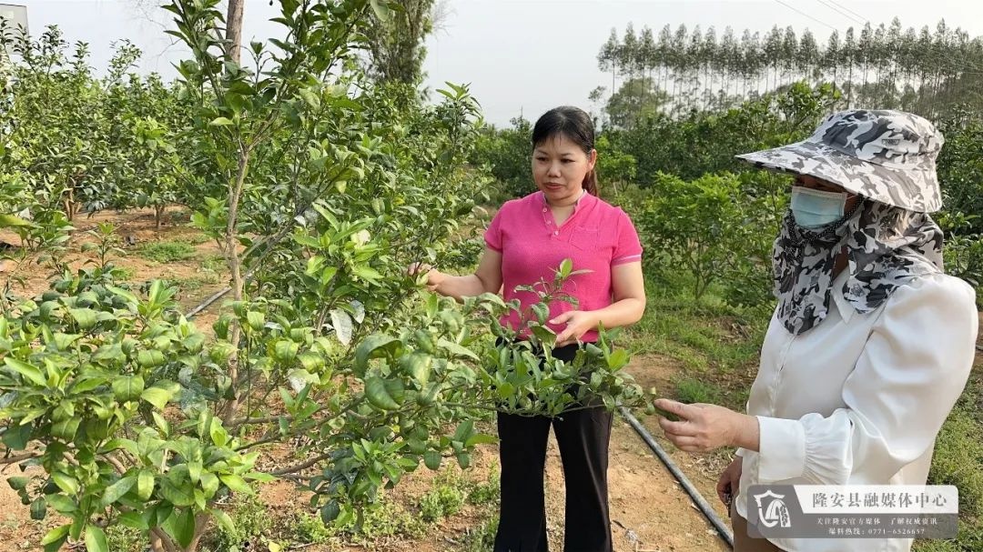 马桂美获南宁市工人先锋岗！她在农技推广与服务三农上有何秘诀？  第2张