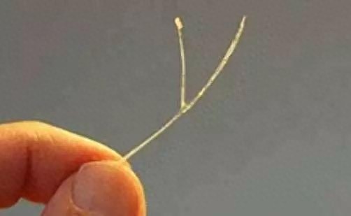 一根鱼刺竟让她求医五个月！你还在忽视鱼刺卡喉的危险吗？