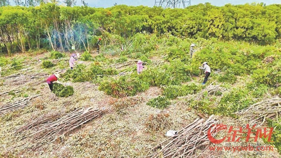 阳西县600亩南药三叉苦大丰收，产值竟达千万元！你见过吗？  第1张