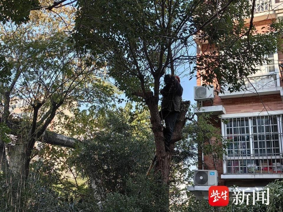 小区树木遮天蔽日，居民苦不堪言！物业终于出手了，你家阳光回来了吗？  第2张