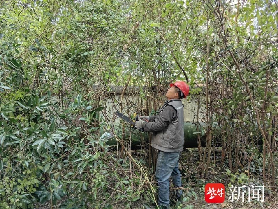 小区树木遮天蔽日，居民苦不堪言！物业终于出手了，你家阳光回来了吗？  第4张