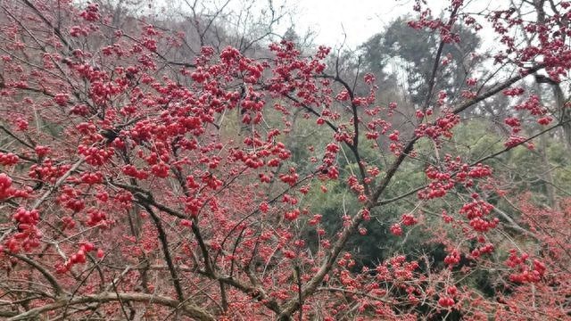 西峡县山茱萸丰收！10万山区群众如何靠这小小果实年入2亿？  第1张