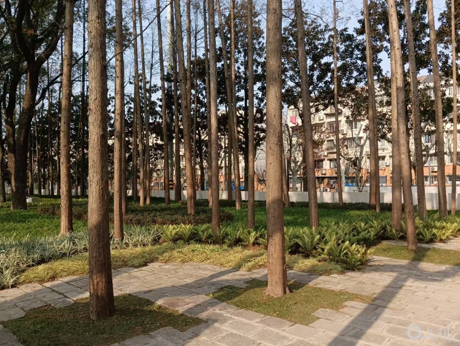 67岁杨浦公园拆墙透绿，无界公园如何重塑城市绿洲？  第3张