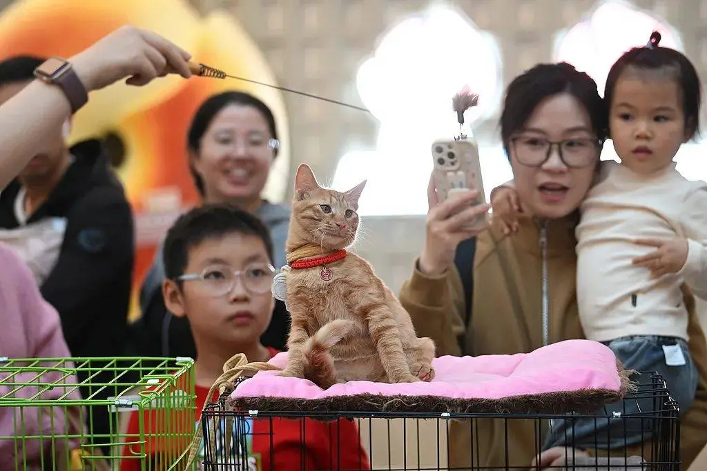 免费领养宠物背后的猫腻：你签的真的是领养协议还是猫贷陷阱？