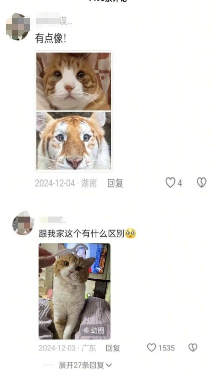 全球罕见！清迈夜间动物园的金毛老虎姐妹花，你见过吗？  第4张