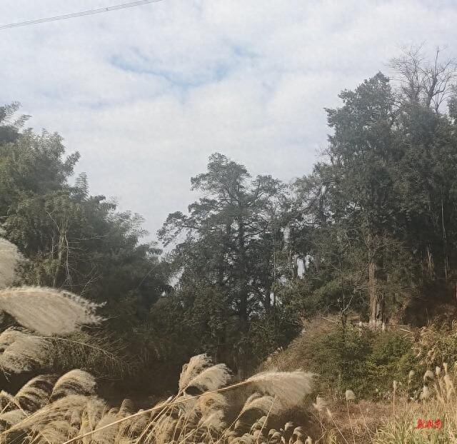千年红豆杉面临搬迁危机！攸县广和村的古树群能否逃过一劫？  第1张