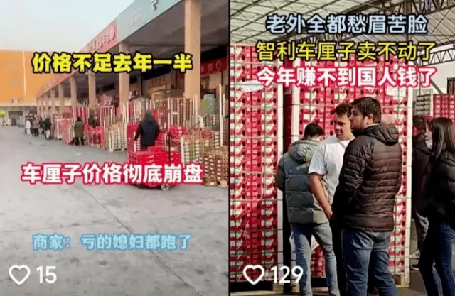 惊!车厘子曾是水果界爱马仕如今滞销喂猪?真假难辨!  第2张