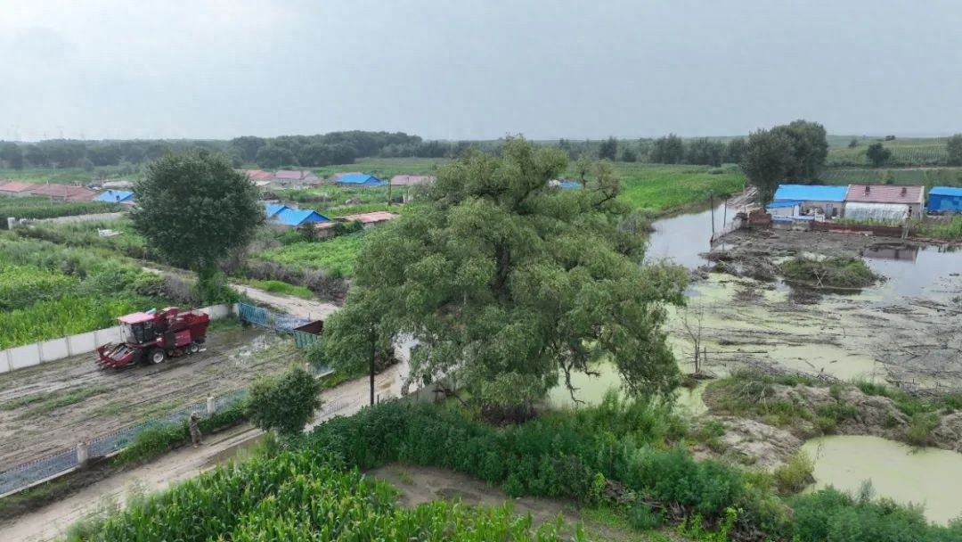 长岭县陆奎屯有百年柳树，背后有啥传奇？!