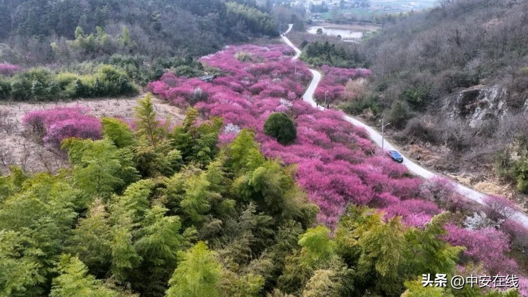 芜湖繁昌区老虎笼的百亩梅花林，为何被誉为繁昌版卖花渔村？  第1张