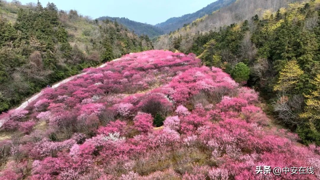 芜湖繁昌区老虎笼的百亩梅花林，为何被誉为繁昌版卖花渔村？  第2张