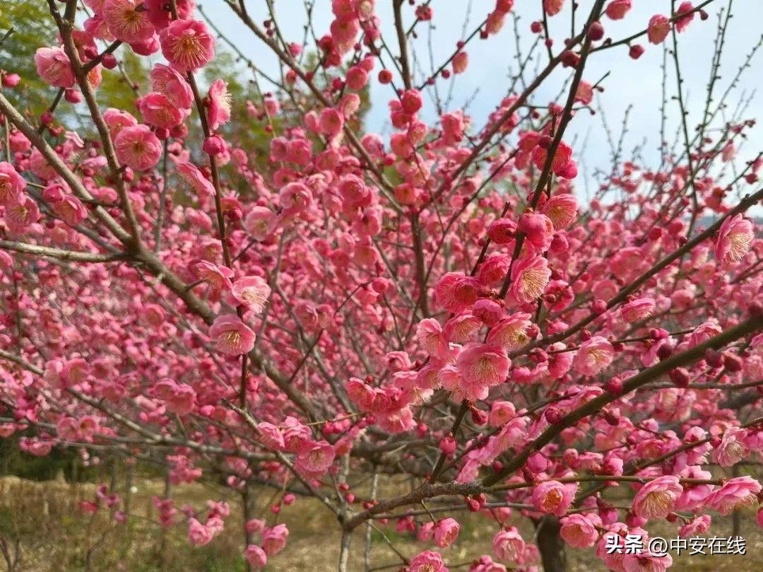 芜湖繁昌区老虎笼的百亩梅花林，为何被誉为繁昌版卖花渔村？  第5张