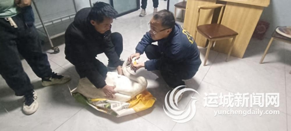 百日救治，大天鹅重返蓝天！你猜它是如何康复的？