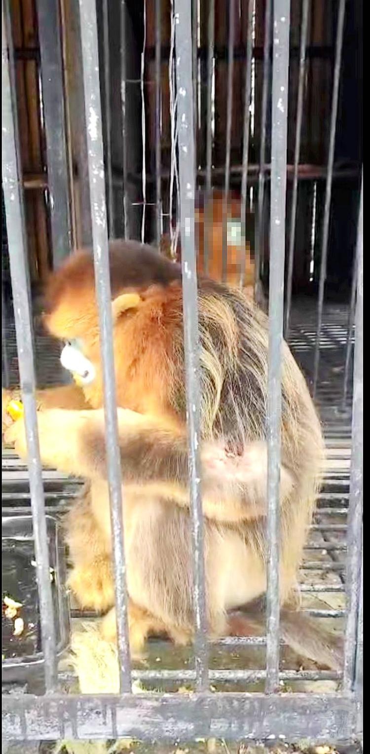 金丝猴受伤向人类求救，它的命运将如何？网友：救了吗  第3张