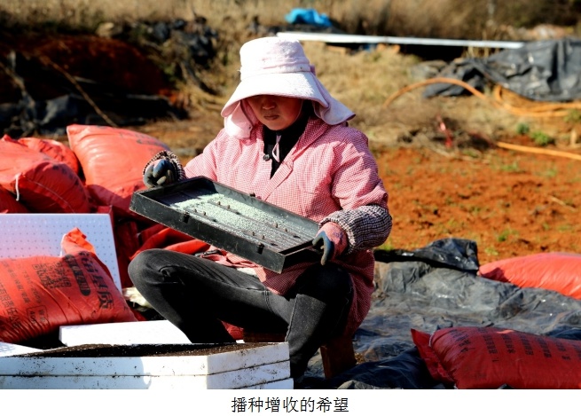 云南宣威烤烟育苗现场曝光！20余名村民如何抓住春耕关键期，确保丰收？  第2张