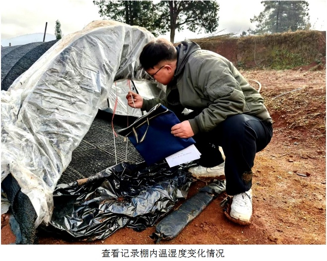 云南宣威烤烟育苗现场曝光！20余名村民如何抓住春耕关键期，确保丰收？  第3张