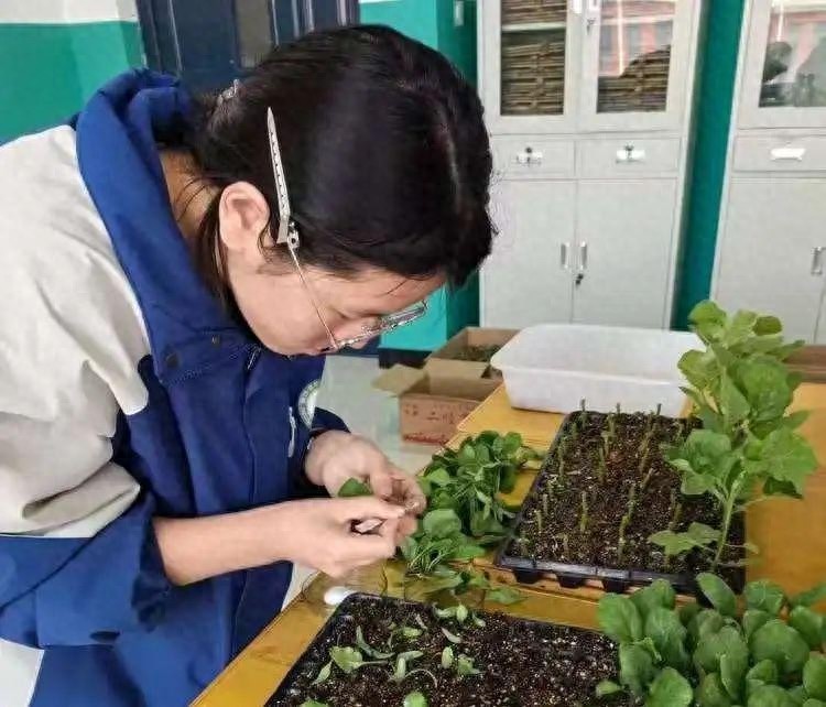 鸡泽县职教中心韩芊芊：45秒嫁接苗背后的执着，你能想象吗？