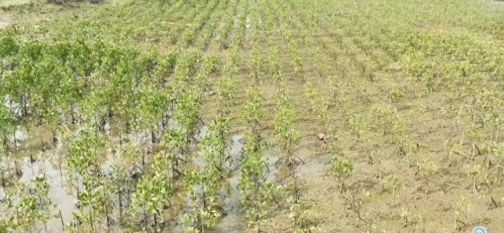 昌江红树林蜕变记：从臭气熏天的虾塘到候鸟天堂，你见过这样的生态奇迹吗？