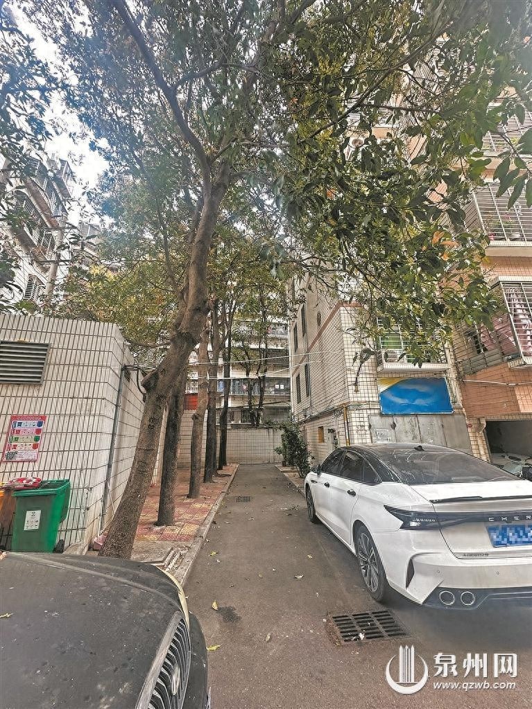 小区芒果树过于茂盛成烦恼! 谁来修剪?