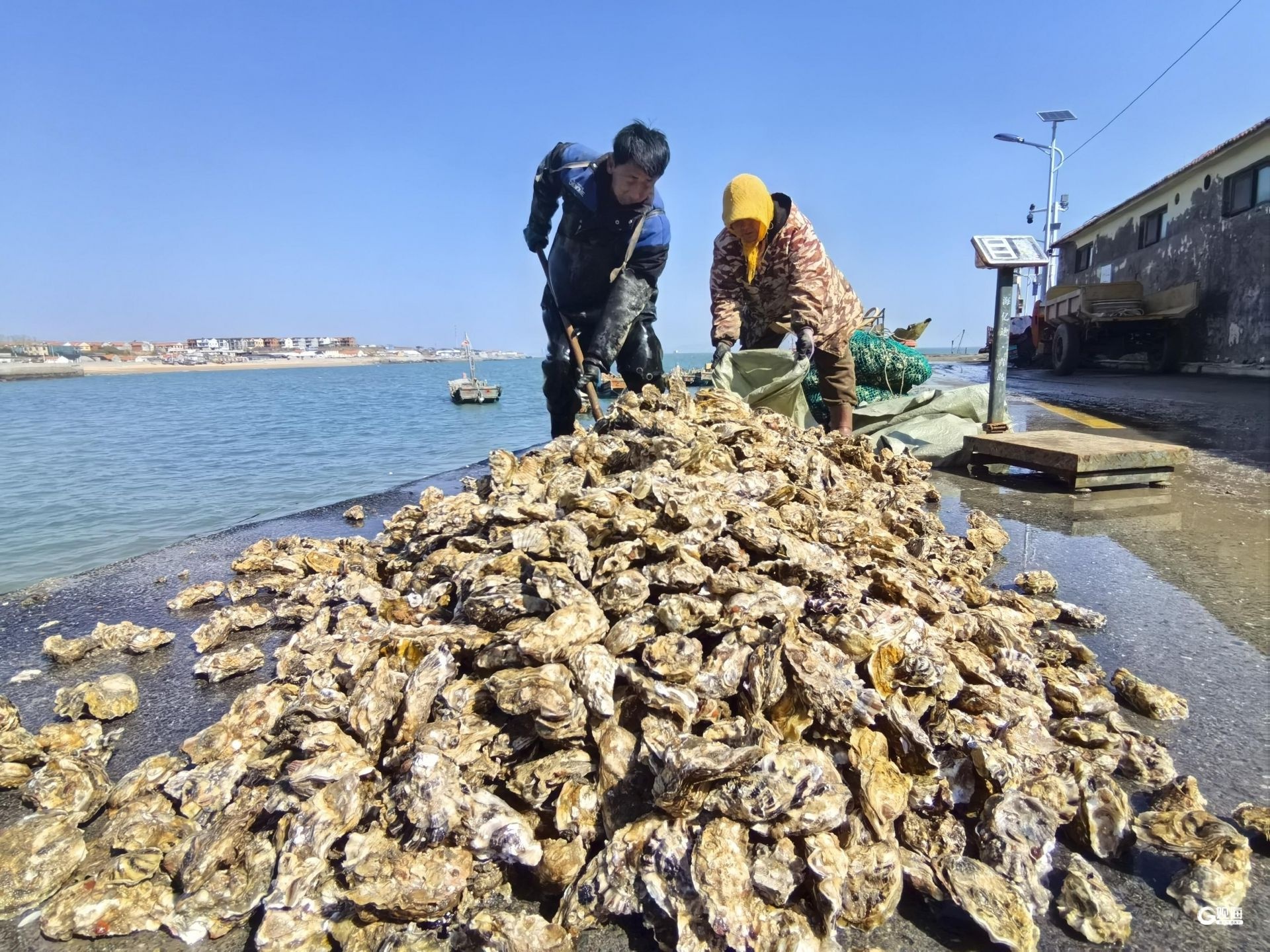 春鲜上岸！虾虎、八带、黄鱼、螃蟹...清明假期你准备好尝鲜了吗？  第3张