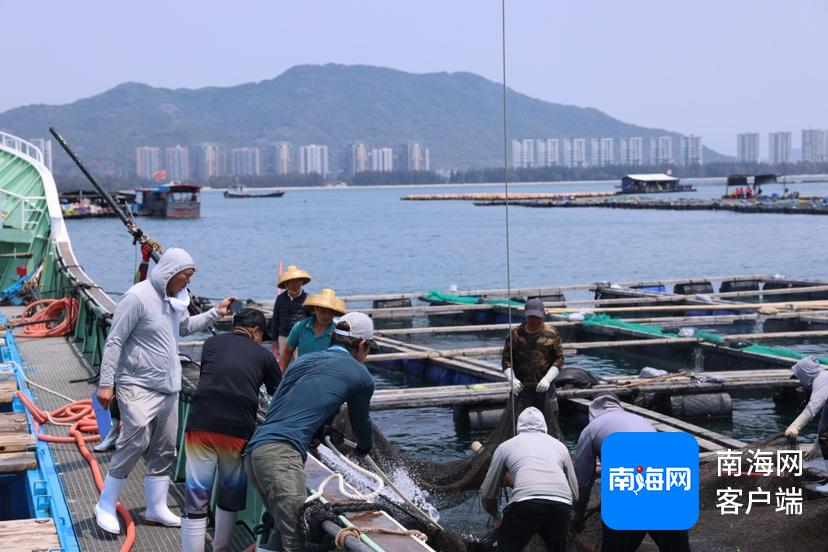 17万尾鱼苗漂洋过海！海南如何打造活体出口贸易新标杆？  第2张
