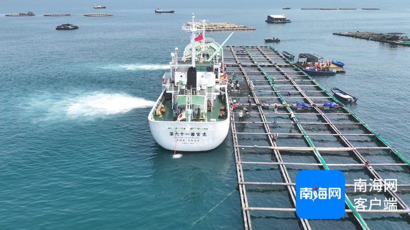 17万尾鱼苗漂洋过海！海南如何打造活体出口贸易新标杆？  第3张