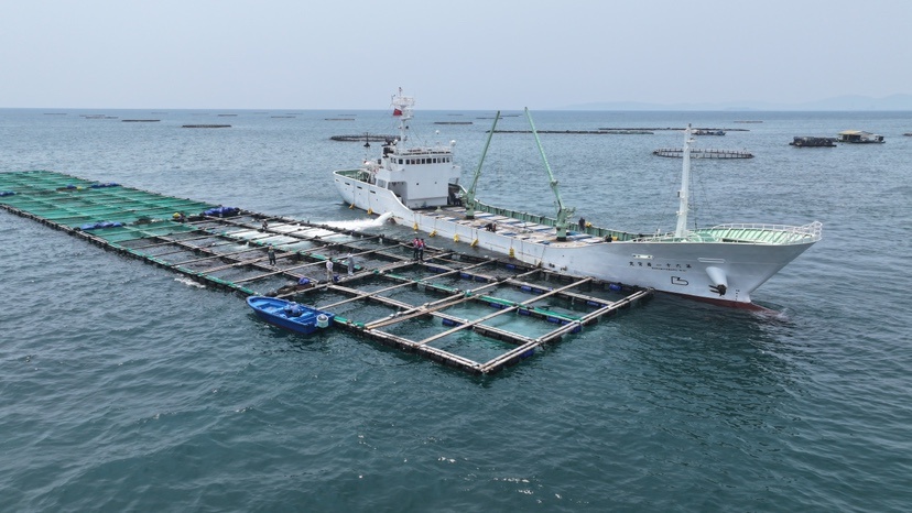 17万尾鱼苗漂洋过海！海南如何打造活体出口贸易新标杆？  第4张