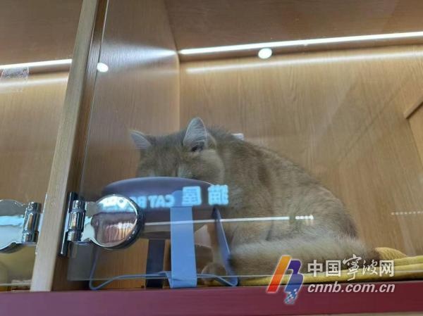 五一出游怕宠物挨饿受冻？宠物寄养服务了解一下  第2张