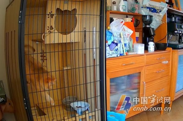 五一出游怕宠物挨饿受冻？宠物寄养服务了解一下  第4张
