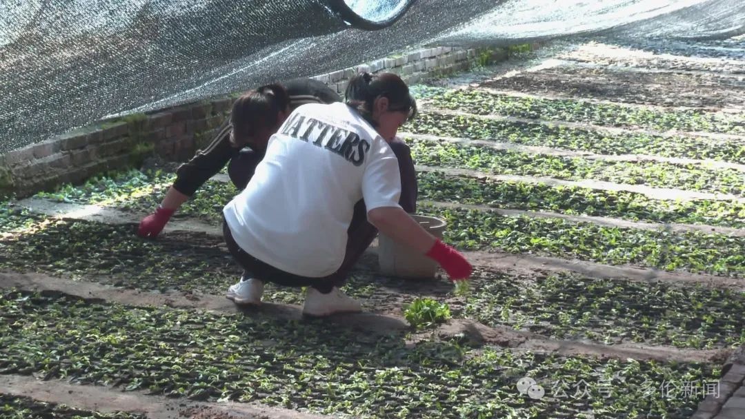 三四月份花苗正当时！多伦县城管局园林队如何抢抓时机？  第4张