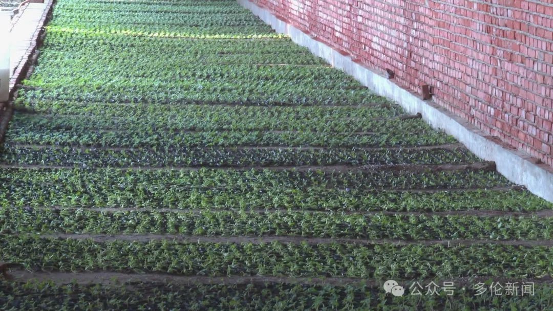 三四月份花苗正当时！多伦县城管局园林队如何抢抓时机？  第7张