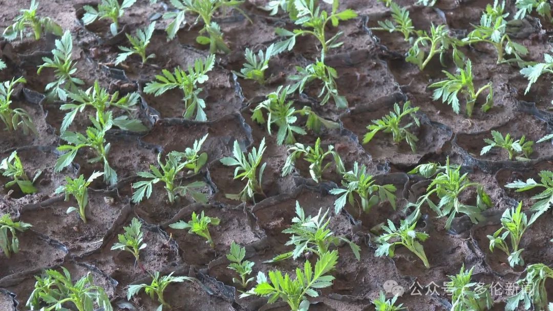 三四月份花苗正当时！多伦县城管局园林队如何抢抓时机？  第8张
