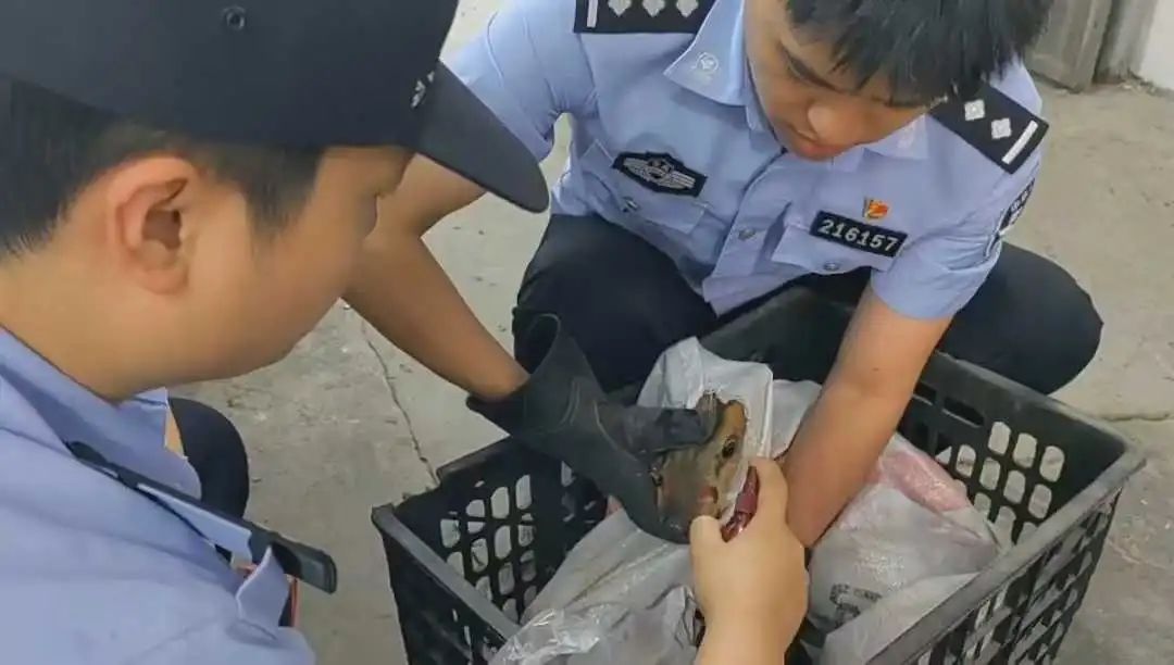 晨露未晞时！国家三有保护动物麂子缘何跌跌撞撞闯进村民院落？  第3张