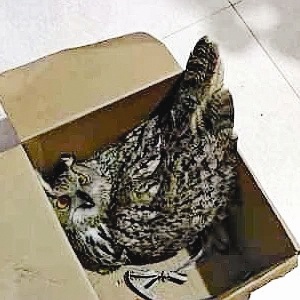 蓟州惊现濒危大鸨！警民联手救助，这只‘鸟中大熊猫’能否重返蓝天？  第1张